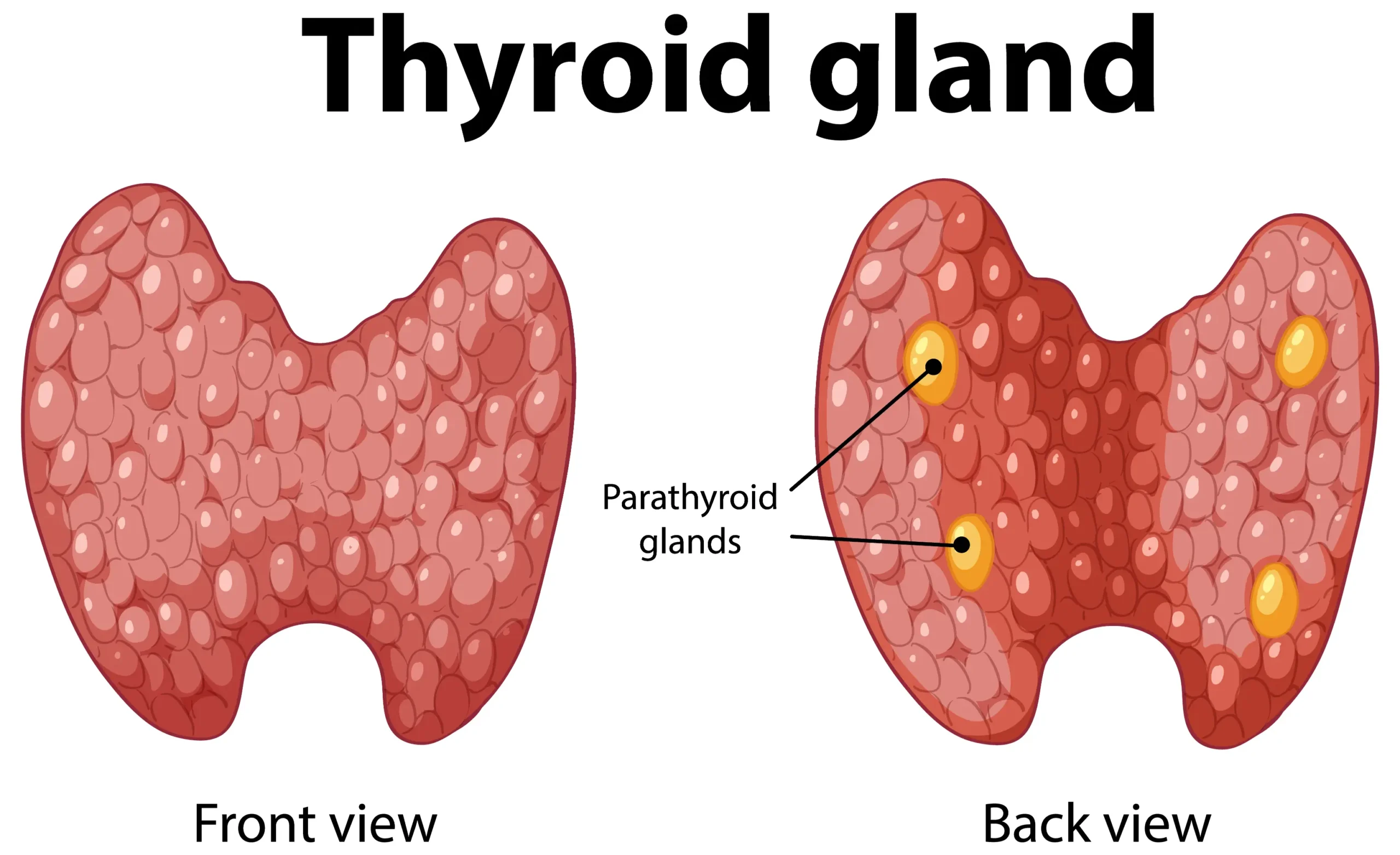 Understanding Neuroendocrine Tumors: What Recent Data from Lebanon Reveals